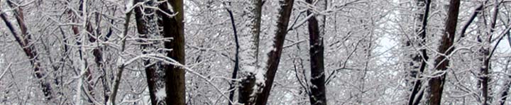 Banner image: Winter trees