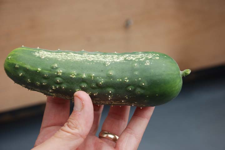 Fresh cucumber