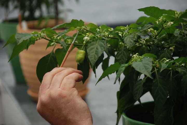 Pollinating peppers