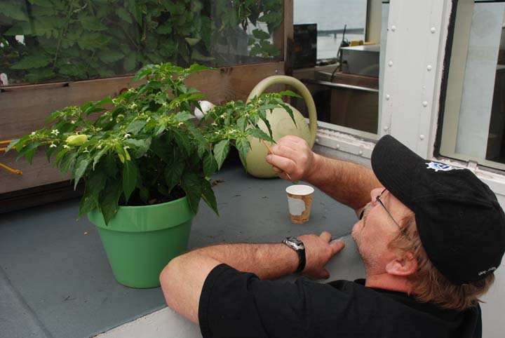 Pollinating peppers