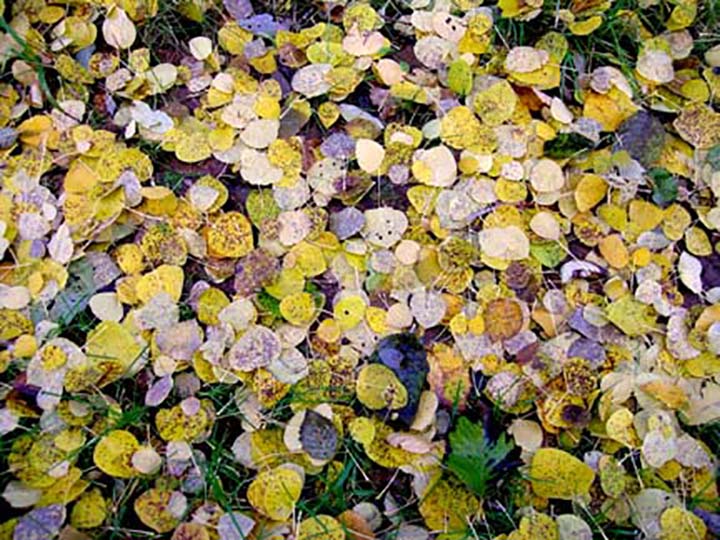 Fallen Aspen leaves
