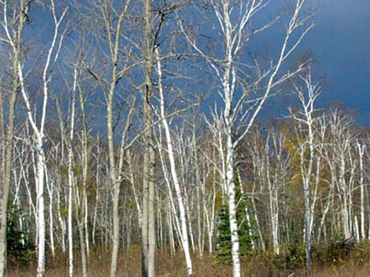 Birch trees