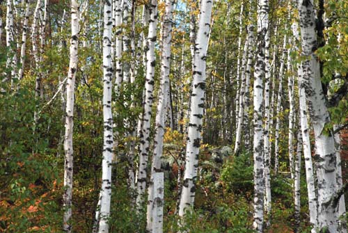Birch trees