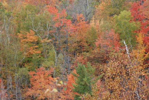 Fall colors