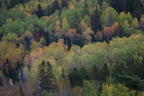 Forest colors