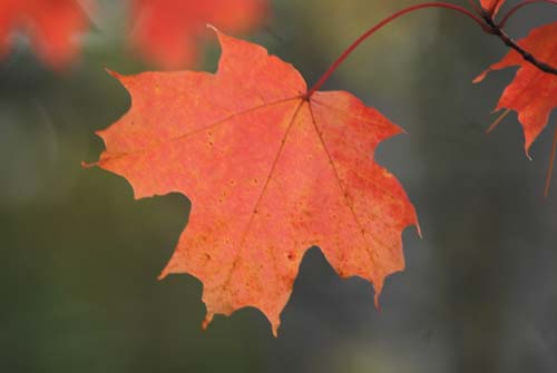 Maple leaf