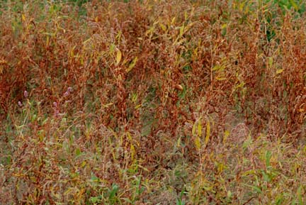 Fall field