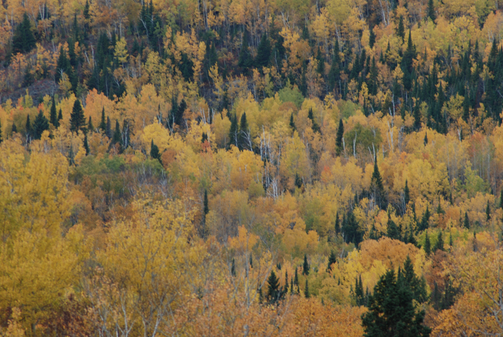 Boreal Forest