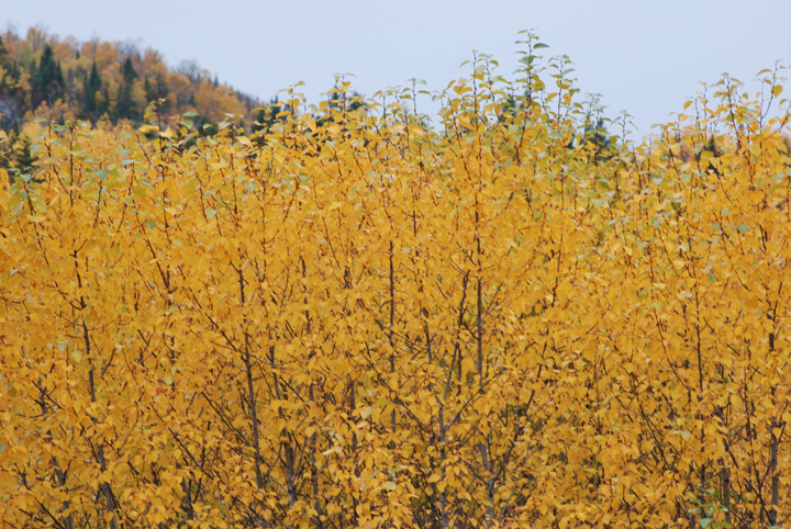 Yellow colors