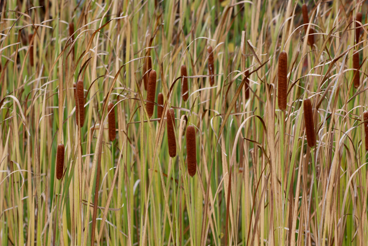 Cattails