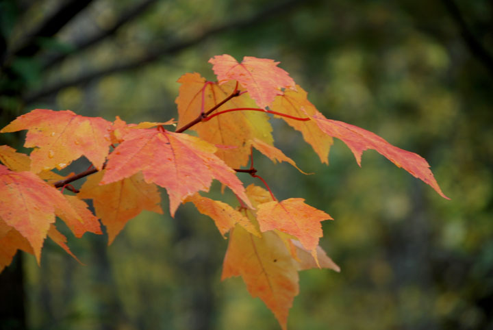 Maple leaves