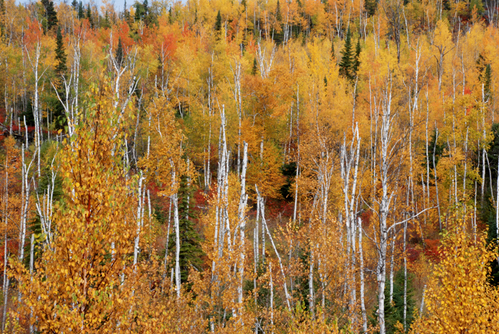 Birch forest