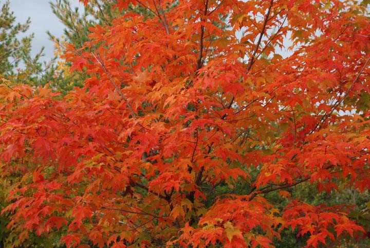 Maple tree