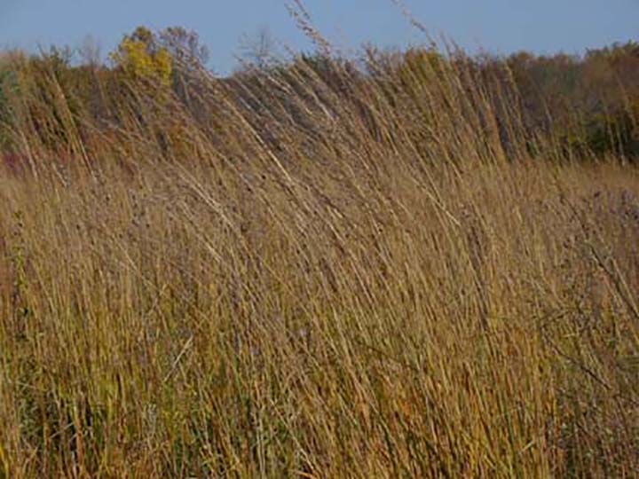 Switchgrass