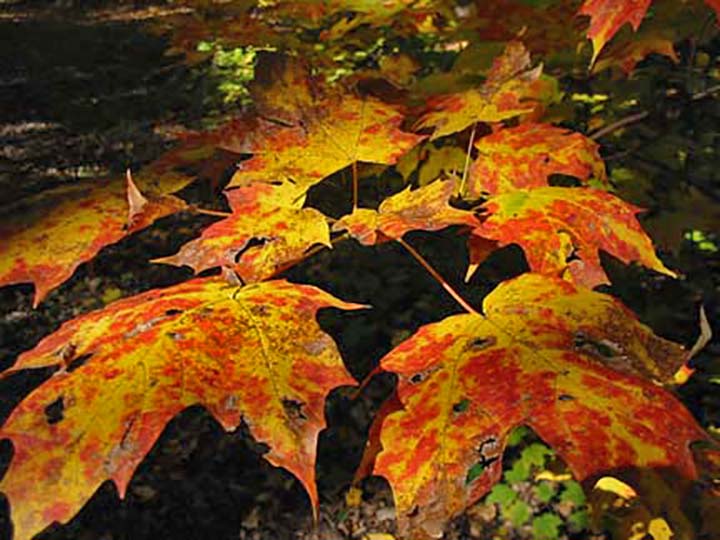 Maple leaves