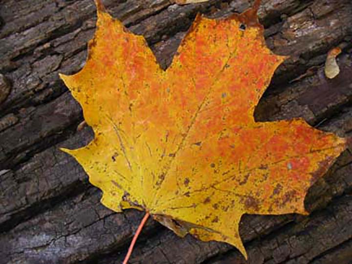 Maple leaf