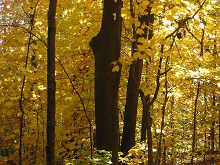 Grove of Maple trees