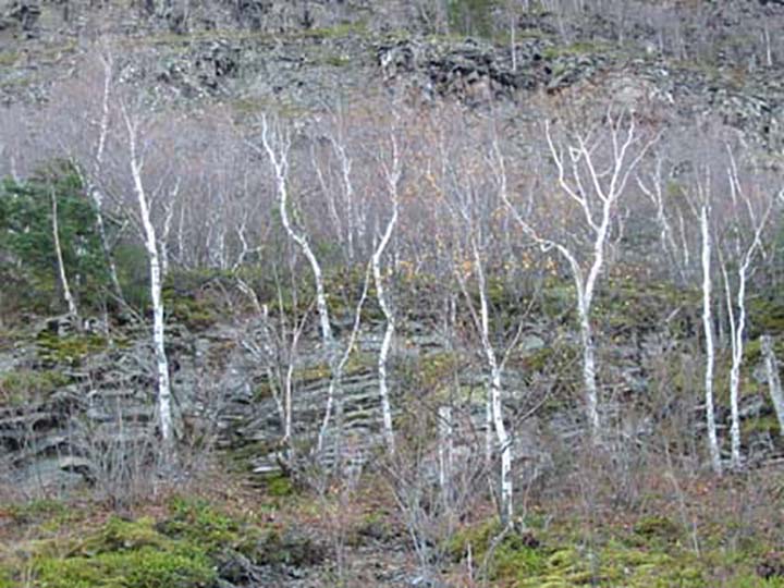 Birch on Mount McKay