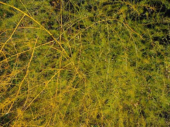 Tamarack