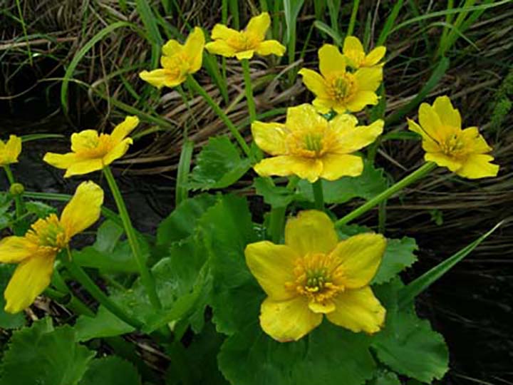 Cowslips
