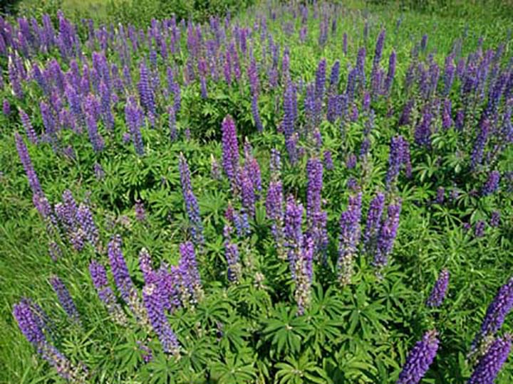 Lupine