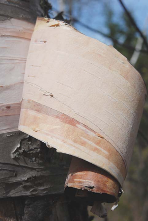 Birchbark