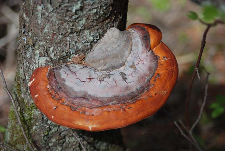 Fungus