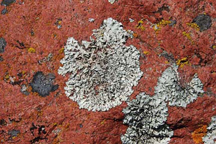 Lichen