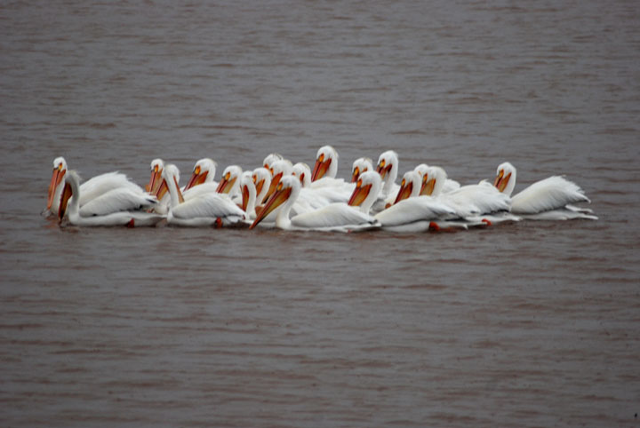 Pelicans
