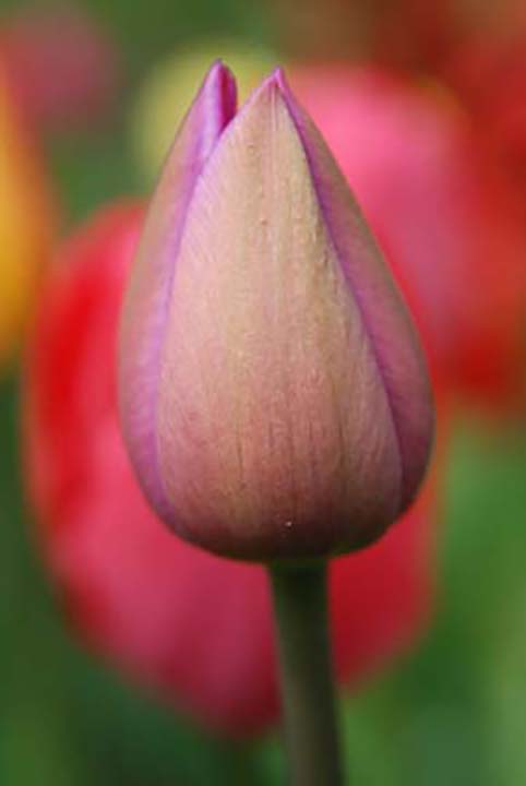 Tulip