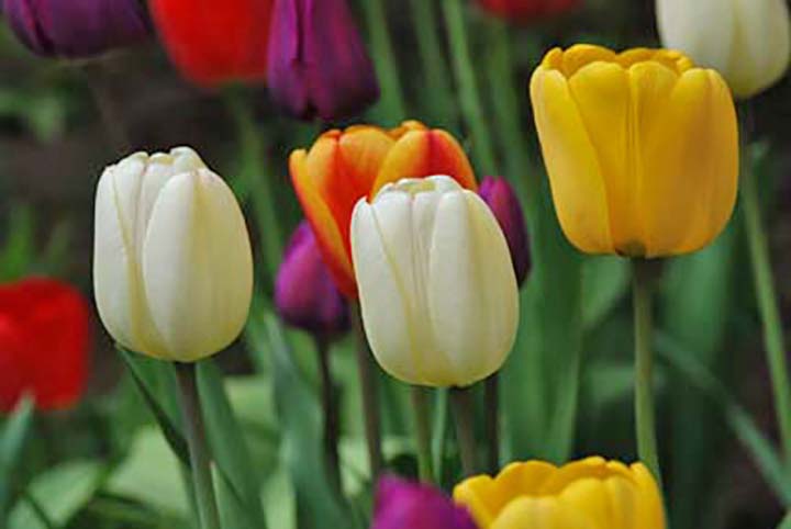 Tulips