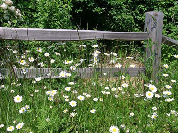 Daisies