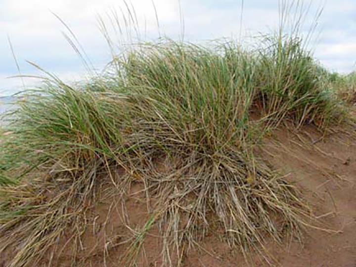 Dune grass