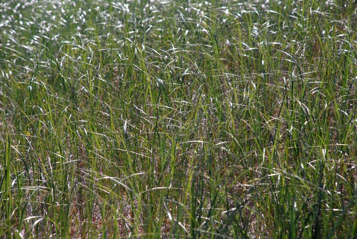 Beach Grass