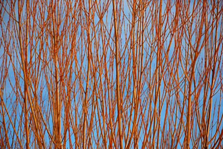 branches