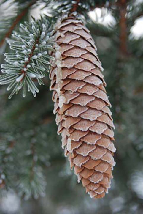branches