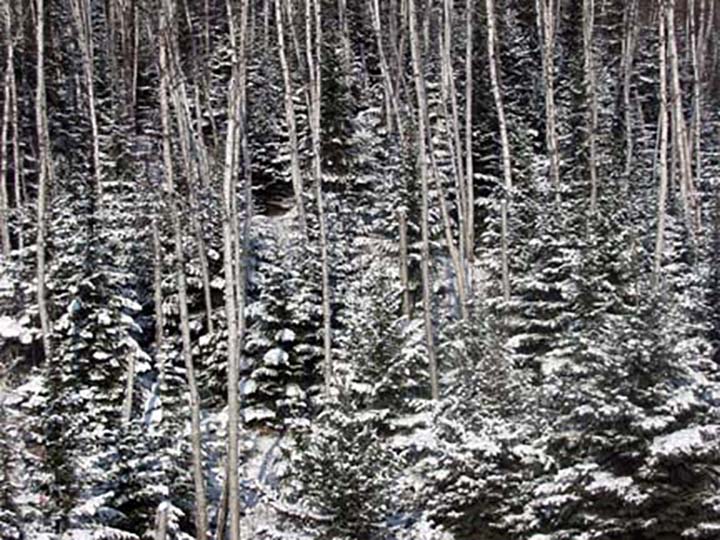 Evergreens