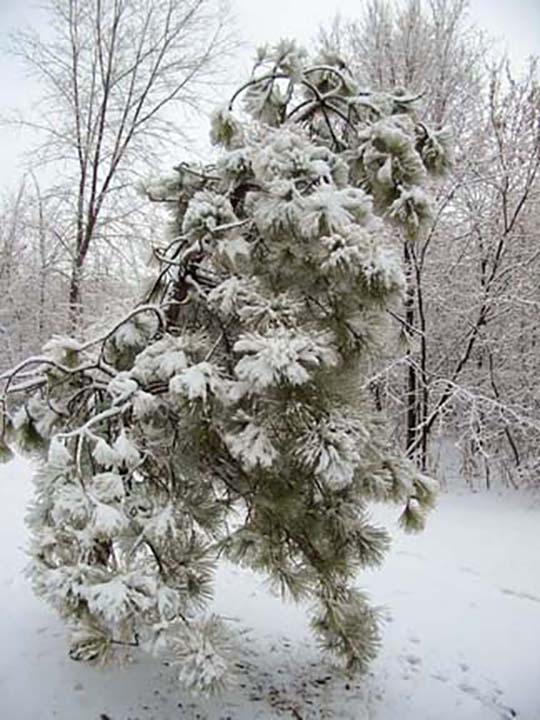 Snow coat