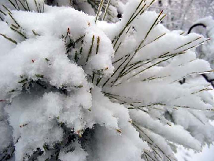 Fresh snowfall
