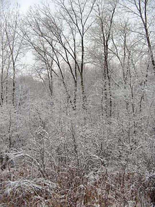 Snow laced tree branches