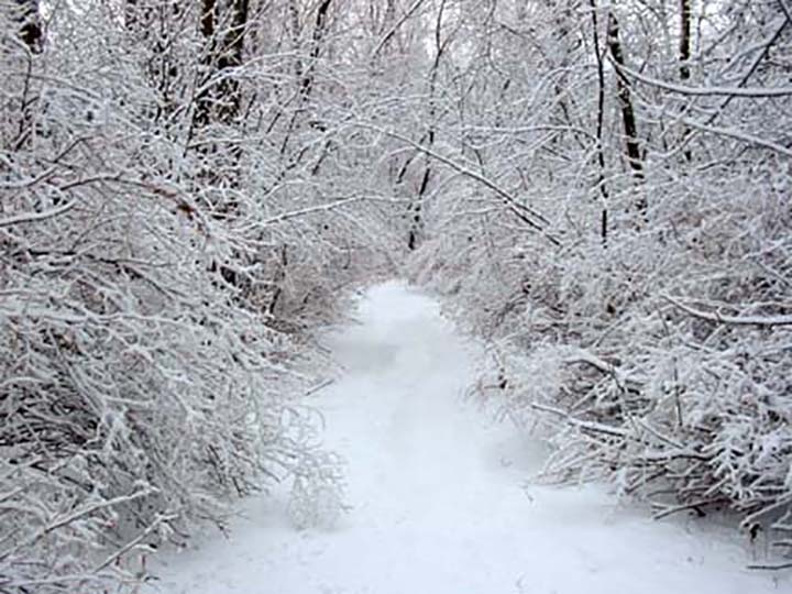 Path in the woods
