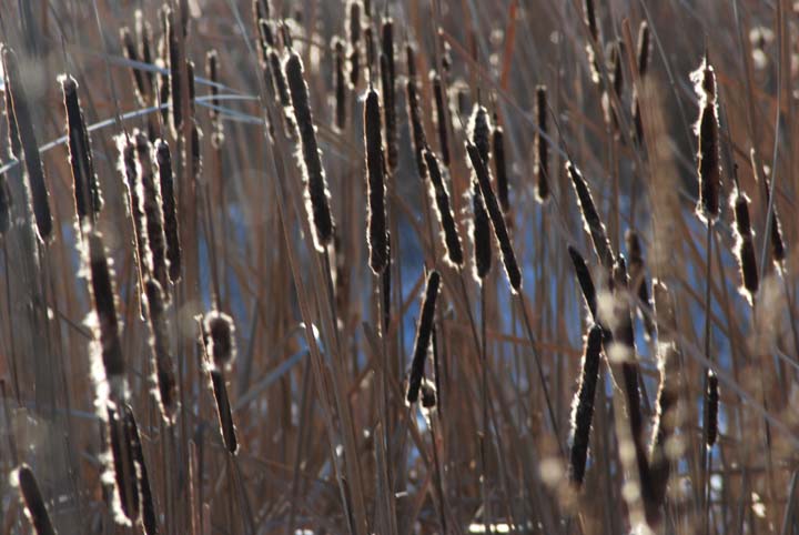 cattails