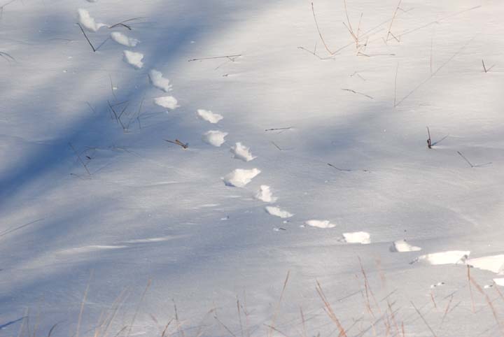 Animal tracks in snow