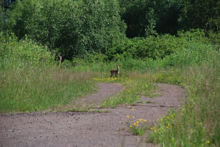 Doe and Fawn