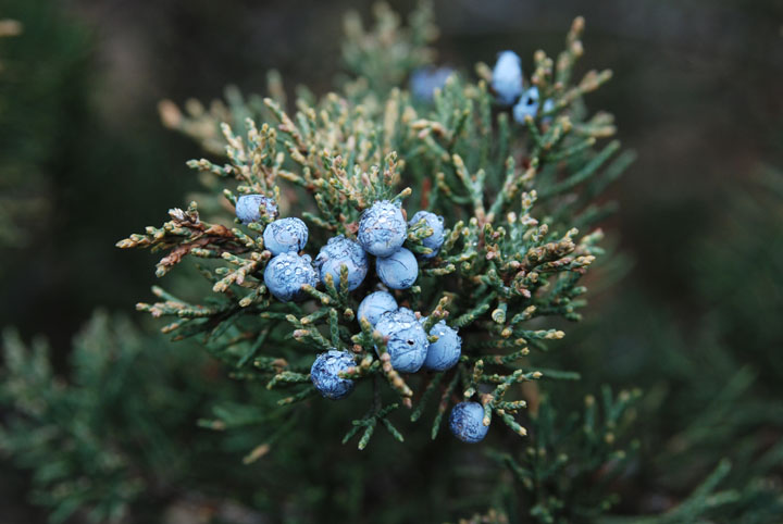 Eastern Redcedar berries