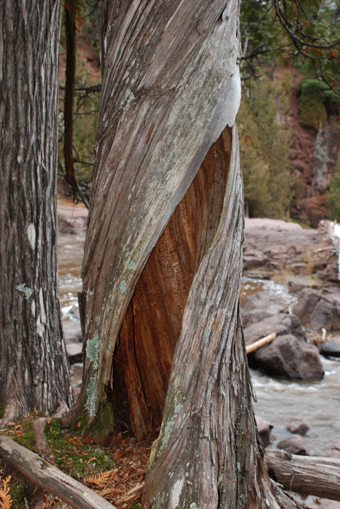Cedar trunk