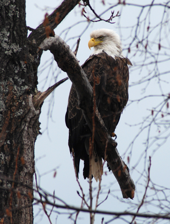 Bald Eagle