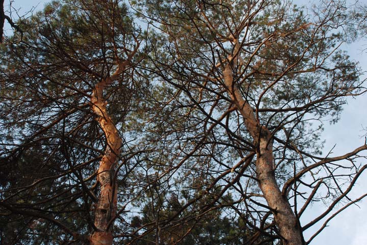 Evergreens