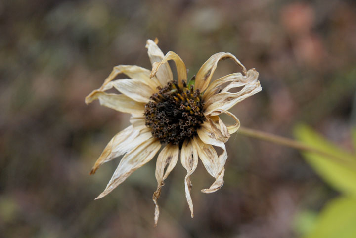 Dried flower