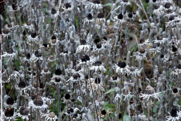 Black-eyed Susans